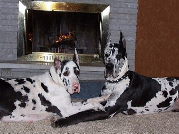 registered great dane puppies for sale